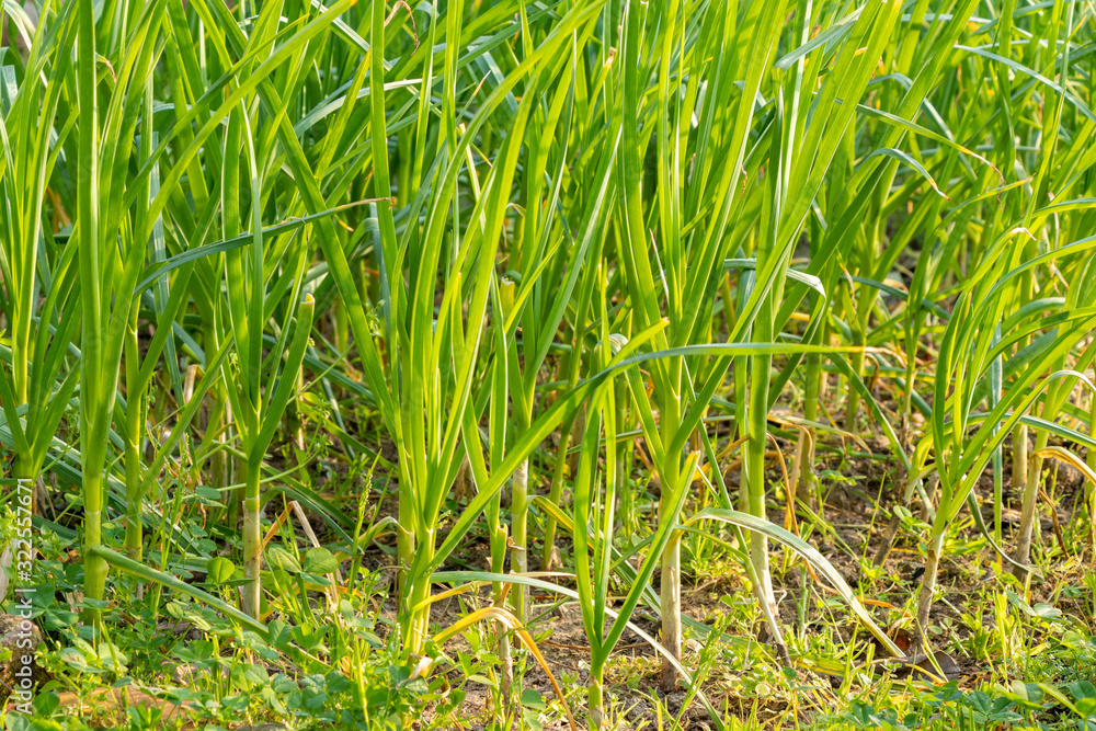 Beds with young onions, rows of green onions, green onions in the ground Beds with young onions, rows of green onions, green onions in the ground