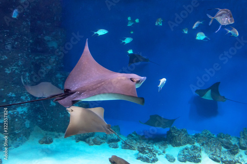 Several stingrays among fish swim in the blue sea.