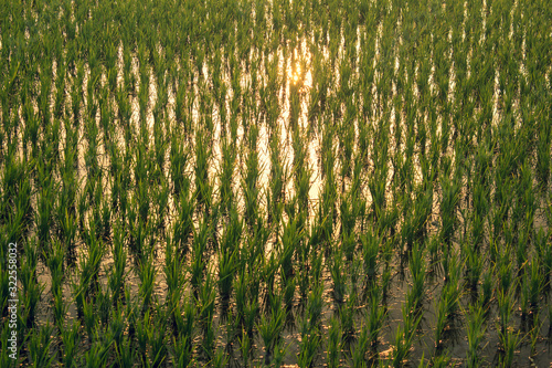 Close view of the rice fields, Tamil Nadu, India. View of Paddy fields with the relection of evening sun. photo