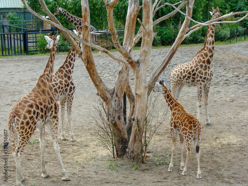 picture with giraffes