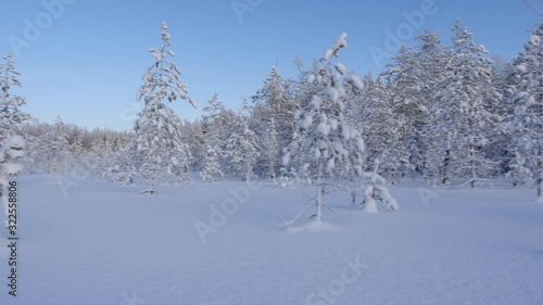 White forest covered with snow view from above. Winter forest aerial view.
