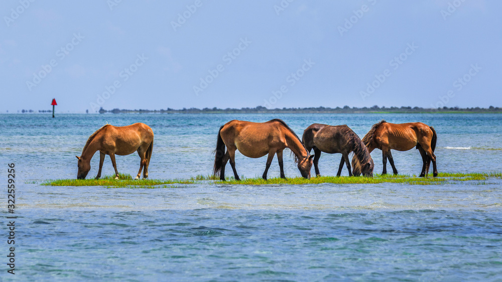 Shackleford Banks Horses Shackleford Banks Horses