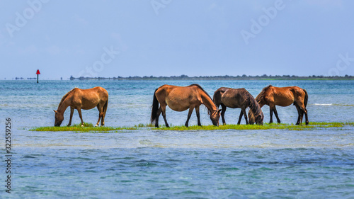 Shackleford Banks Horses