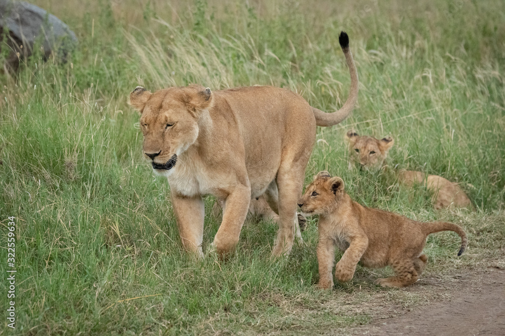 Naklejka premium Lioness walks through grass by three others