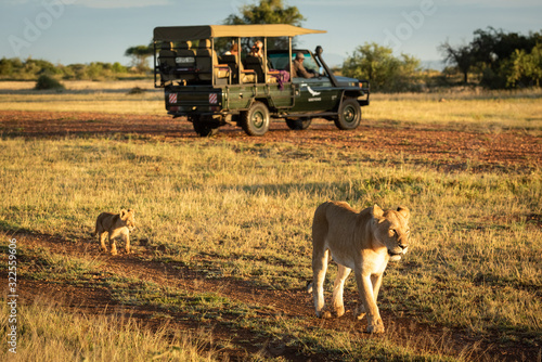 Lioness walks past truck followed by cub
