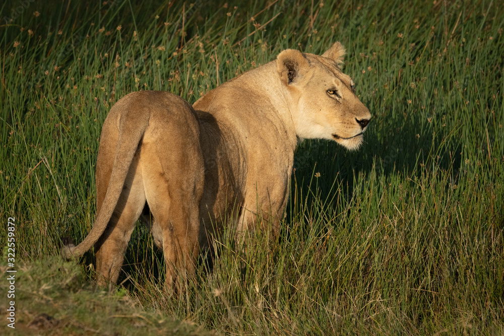 Lioness with catchlight stands in long grass Lioness with catchlight stands in long grass