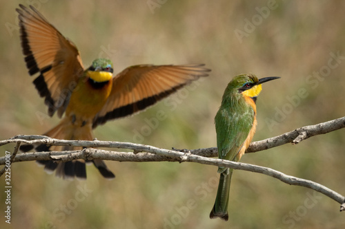 Little bee-eater lands beside another on branch