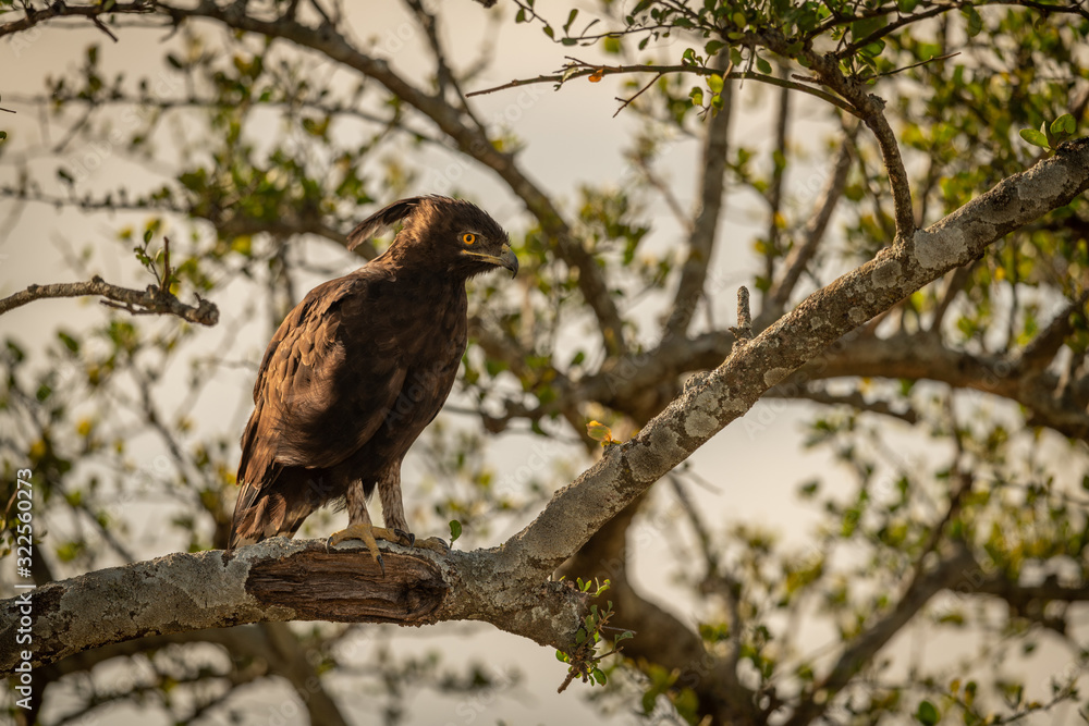 Long-crested eagle looking down from lichen-covered branch Long-crested eagle looking down from lichen-covered branch