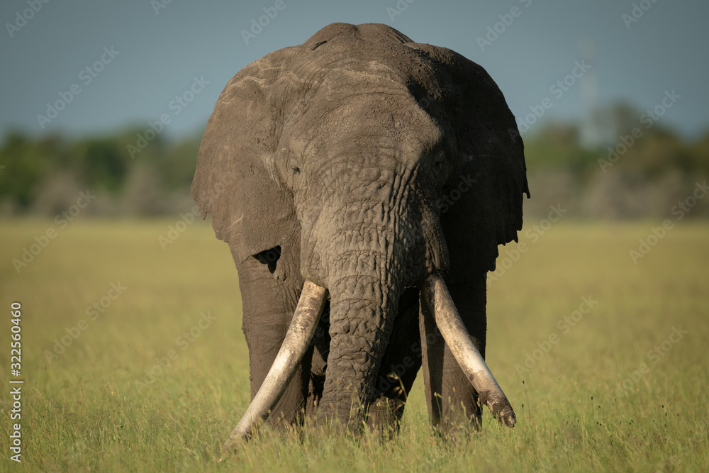 Male African bush elephant stands facing camera