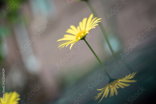 yellow flower