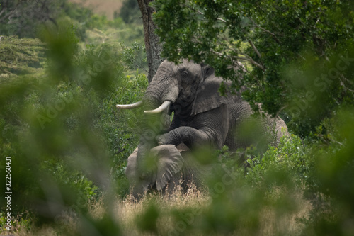 Male and female elephants mate between trees