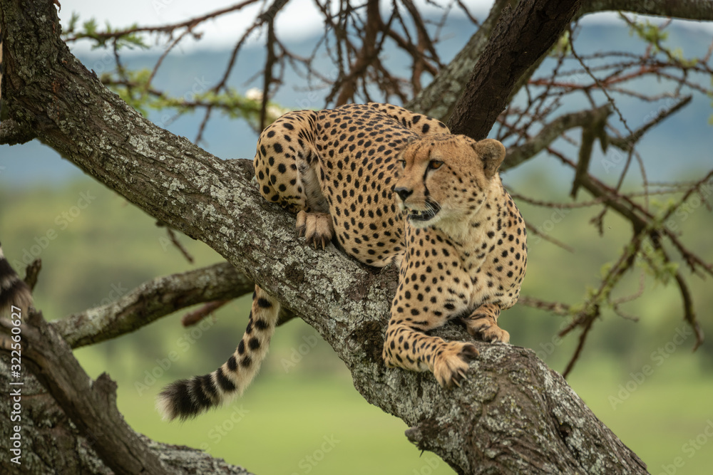 Obraz premium Male cheetah lies in tree looking left