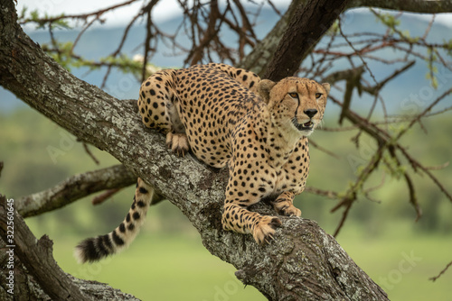 Male cheetah lies in tree looking right