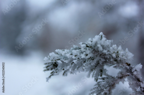 snow covered tree branches © Billy