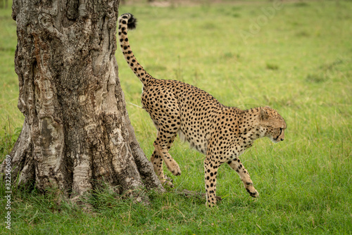 Male cheetah marking his territory on tree