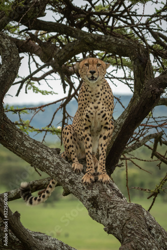 Male cheetah sits in tree facing camera