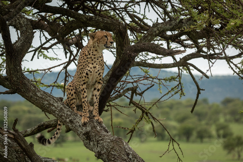 Male cheetah sits in acacia looking right