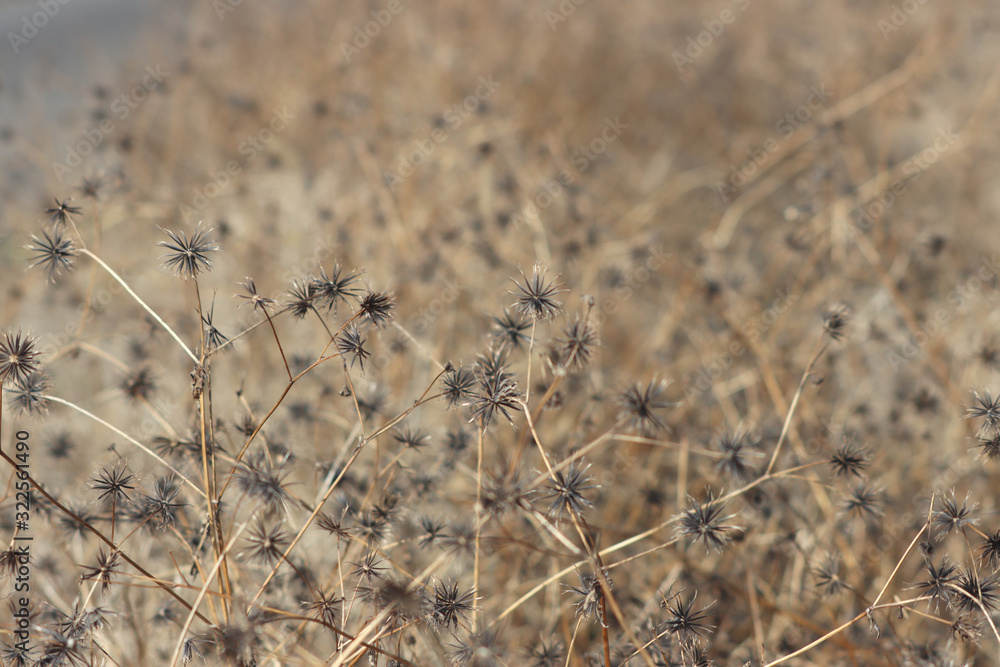 Fototapeta premium ひっつき虫