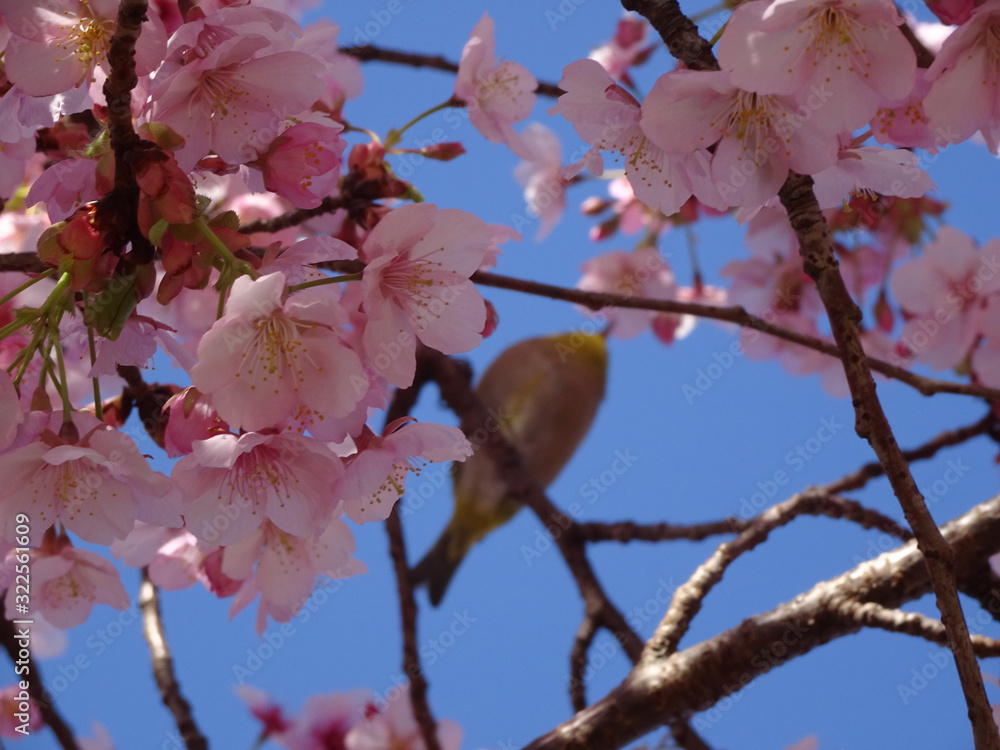 桜 うぐいす 写真 桜 うぐいす 写真