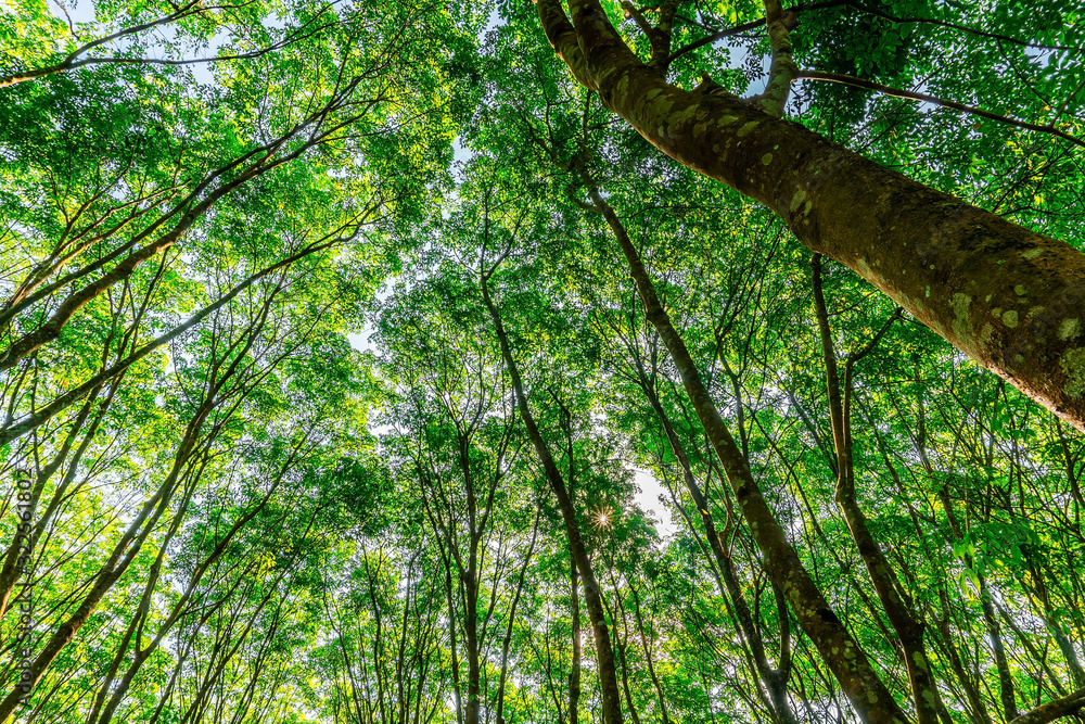 Fototapeta premium Plantation tree rubber or latex tree rubber in southern Thailand