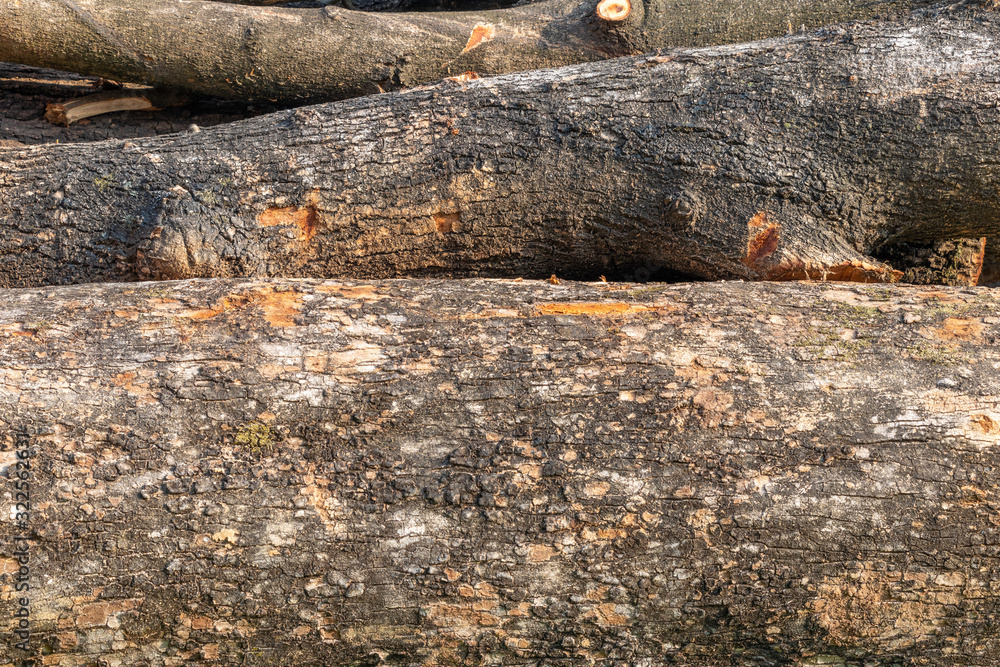 Fototapeta premium Tree trunk outer surface texture