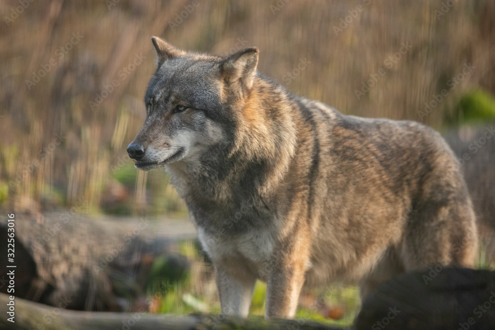  Scary dark gray wolf (Canis lupus)