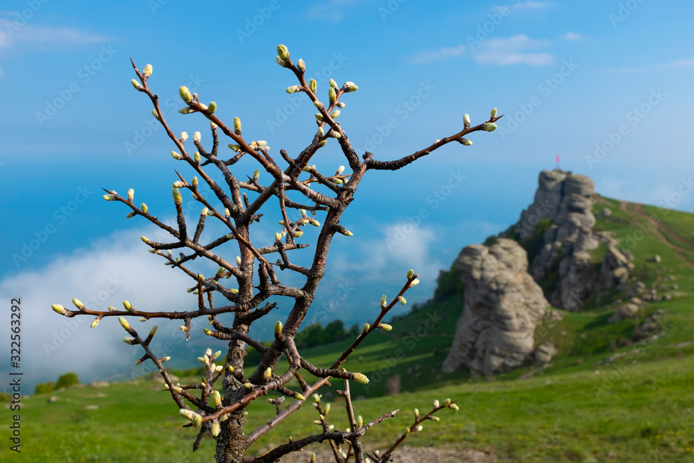 New leaves sprouting on a branch. Spring in Crimea. New leaves sprouting on a branch. Spring in Crimea.