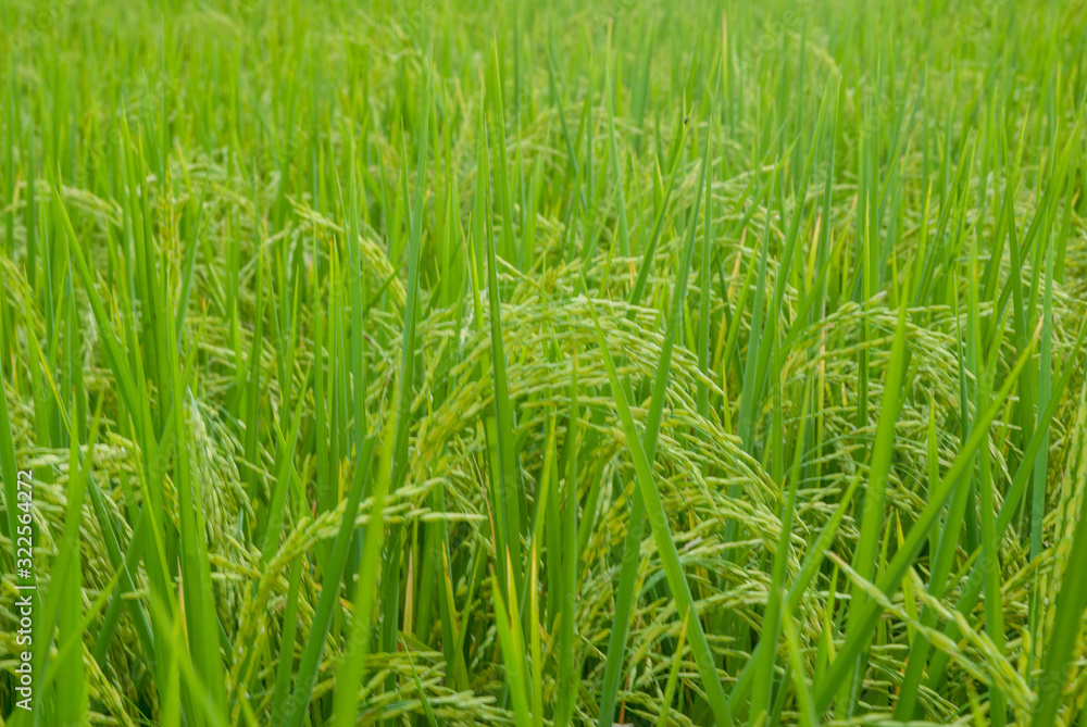 Thai jasmine rice, Thai jasmine rice, Thai jasmine rice farm, Thai jasmine rice background Thai jasmine rice, Thai jasmine rice, Thai jasmine rice farm, Thai jasmine rice background