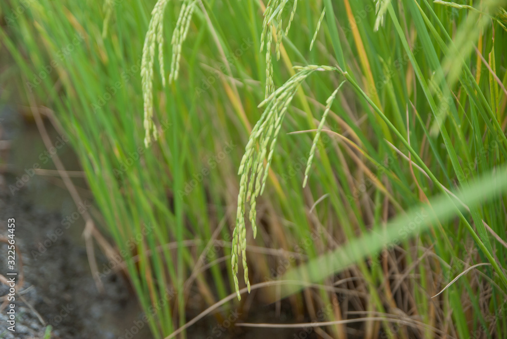 Thai jasmine rice, Thai jasmine rice, Thai jasmine rice farm, Thai