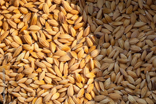 yellow paddy jasmine rice for background