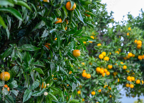 Orange tree with many sweet organic yellow citrus fruits