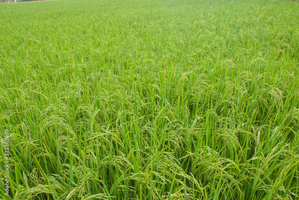 Thai jasmine rice, Thai jasmine rice, Thai jasmine rice farm, Thai jasmine rice background Thai jasmine rice, Thai jasmine rice, Thai jasmine rice farm, Thai jasmine rice background