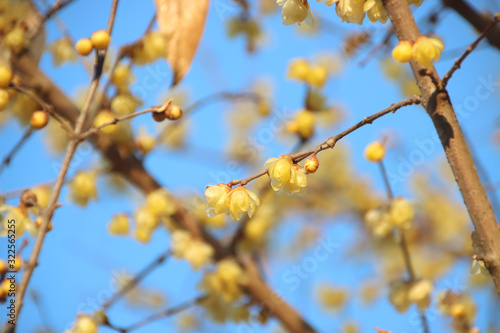 蠟梅　栃木県茂木町　城山公園 © keke1245