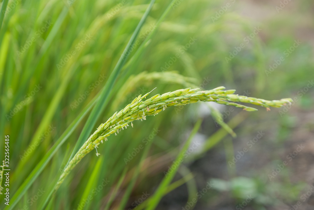 Thai jasmine rice, Thai jasmine rice, Thai jasmine rice farm, Thai jasmine rice background
