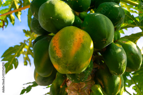 Eco farming on Tenerife island, lantation with papaya trees full with many big green papaya fruits photo