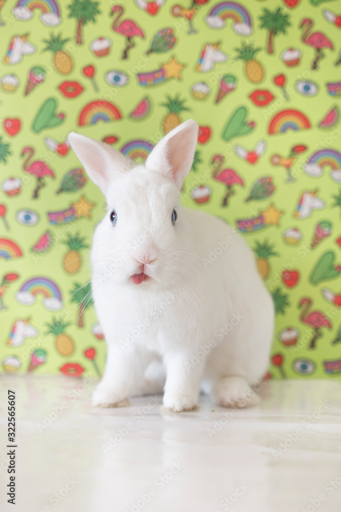 Fototapeta premium bunny with tongle out