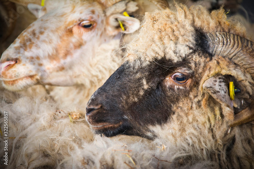 Sheep before shearing