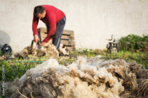Sheep shearing