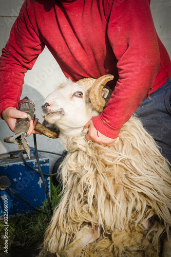 Sheep shearing