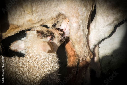 Lamb