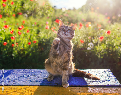 portrait of a cute striped cat sitting on a sitting on a bench in a Sunny sum...