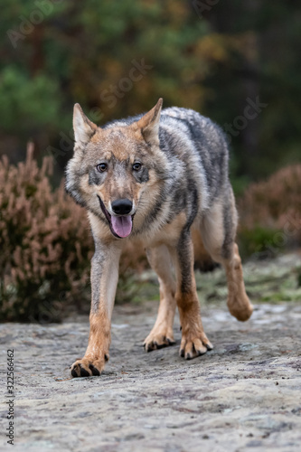 Lone wolf running in autumn forest Czech Republic