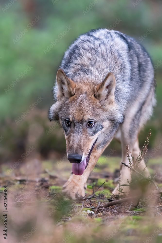 Lone wolf running in autumn forest Czech Republic