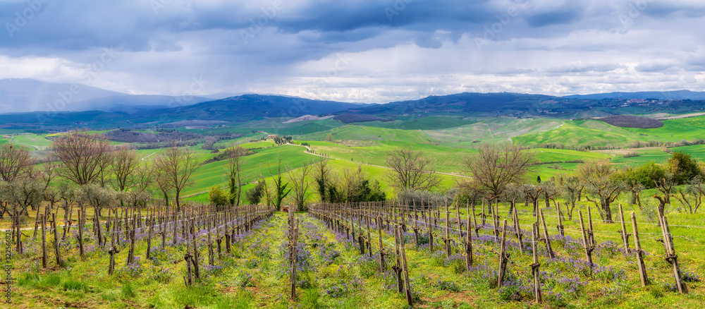 Amazing Tuscany landscape with green rolling hills, vineyards and farm houses in the distance