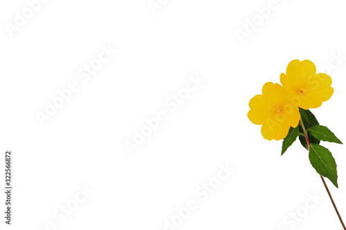 Yellow flowers isolated on white background. Front view. Place for text. Close-up. © Sergey