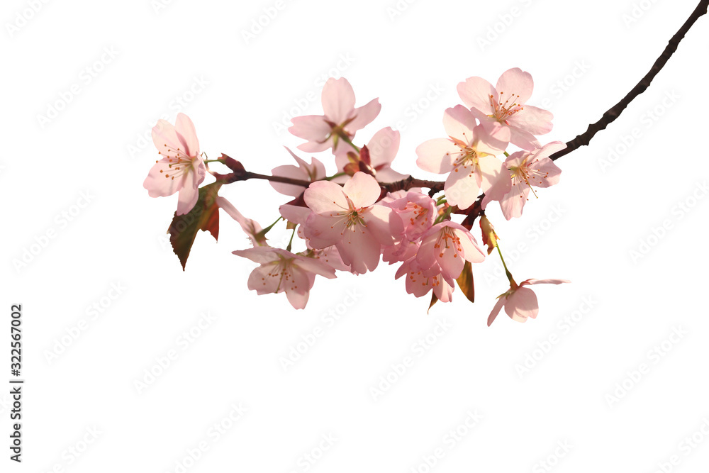 Fototapeta premium Sakura branch isolated on a white background. Close-up.
