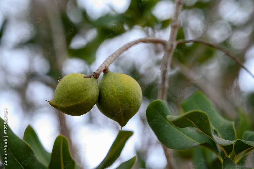 Evergreen macadamia free with ripe green nuts in shell ready for harvest Evergreen macadamia free with ripe green nuts in shell ready for harvest