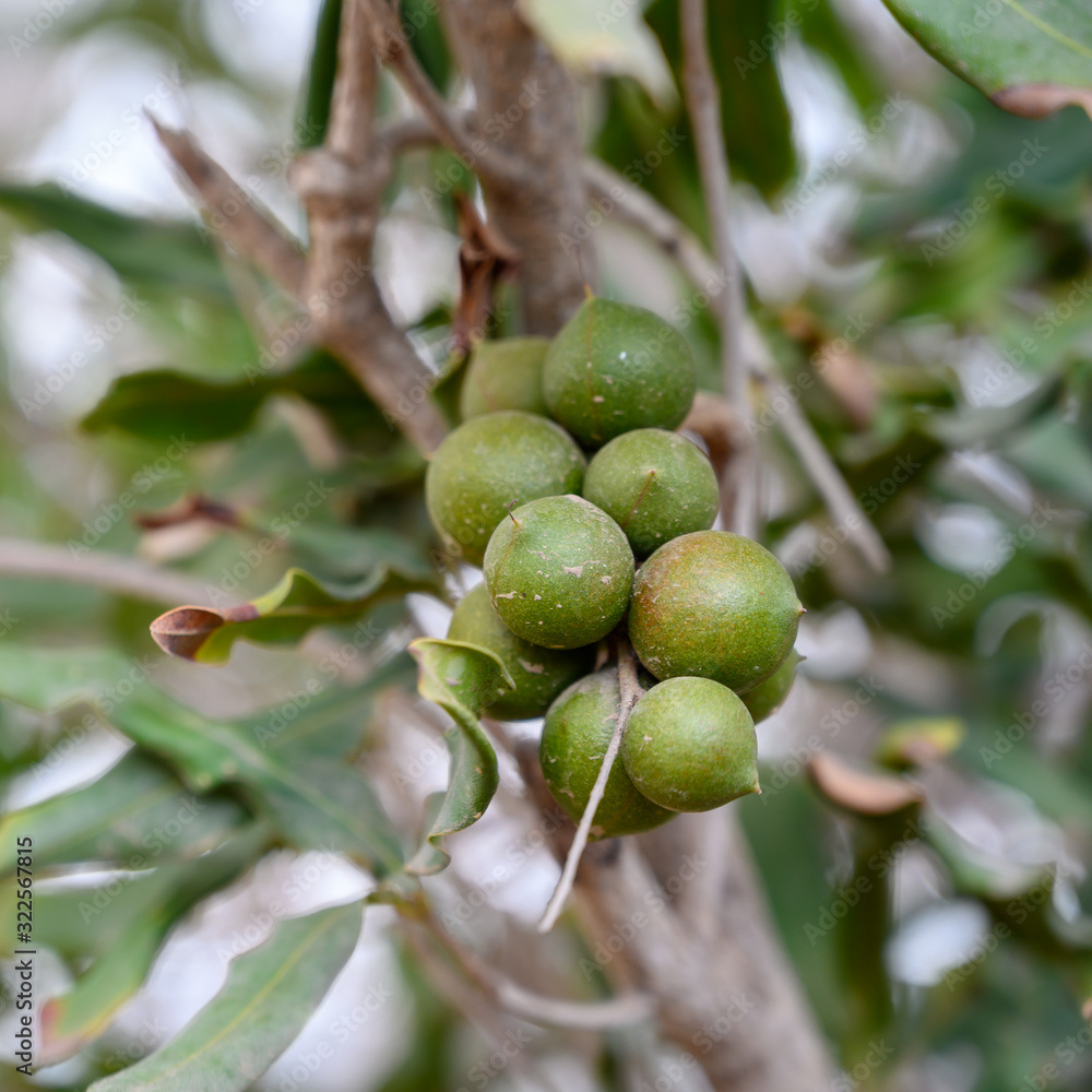 Evergreen macadamia free with ripe green nuts in shell ready for harvest