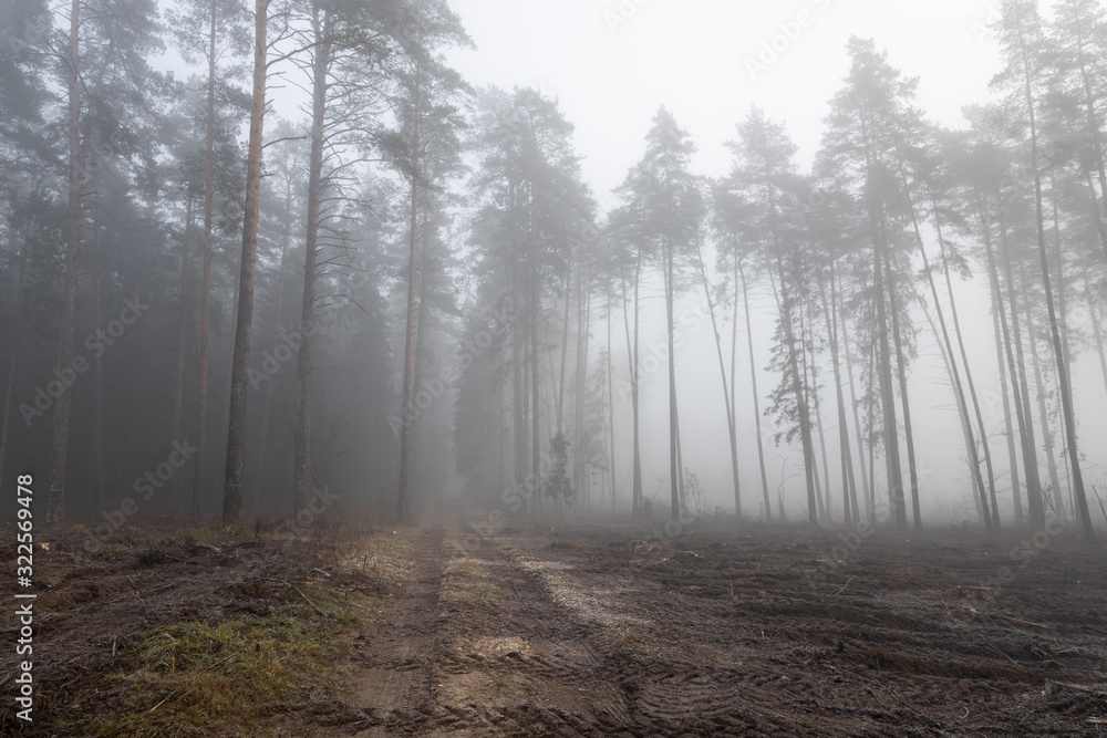 Obraz premium A forest in fog, a mysterious forest