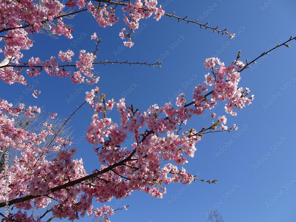 満開 桜 写真